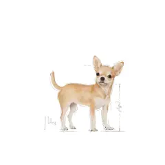 Royal Canin Adult Chihuahua Yetişkin Köpek Maması 1,5 kg