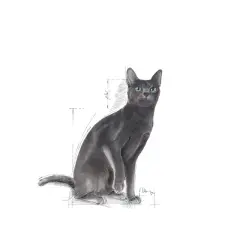 Royal Canin Sterilised 37 Kısırlaştırılmış Kedi Maması 2 Kg