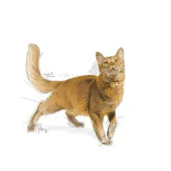 Royal Canin Fit 32 Yetişkin Kedi Maması 15 Kg