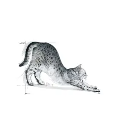 Royal Canin Indoor Sadece Evde Yaşayan Yetişkin Kuru Kedi Maması 2 Kg
