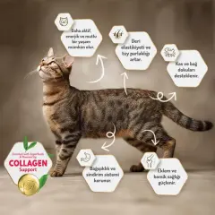 Felicia Az Tahıllı Sterilised Somonlu HypoAllergenic Kedi Maması 2 Kg