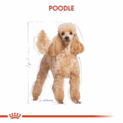 Royal Canin Poodle Adult Köpek Maması 3 Kg