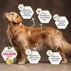 Felicia Az Tahıllı Yetişkin Somonlu Small HypoAllergenic Köpek Maması 3 Kg